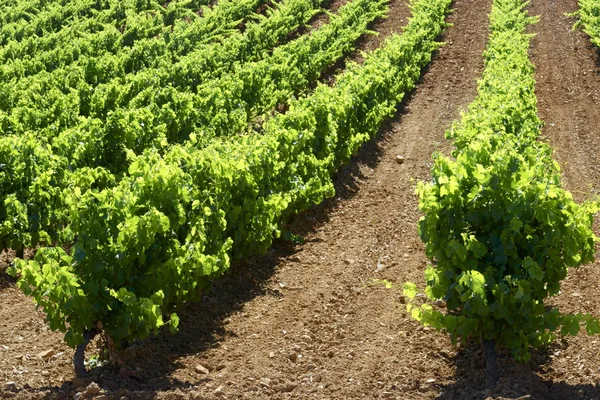 Vineyard — Stock Photo, Image