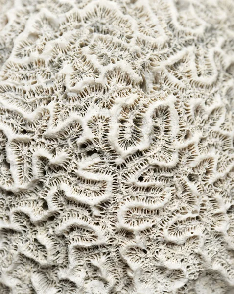 Coral — Stock Photo, Image