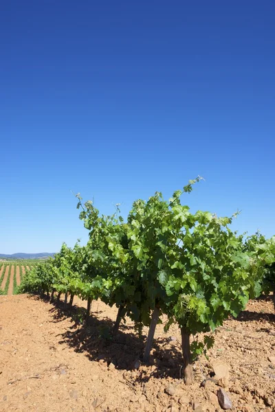 Vineyard — Stock Photo, Image