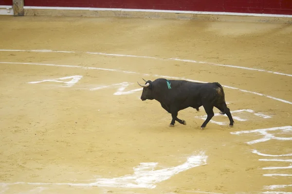 Corridas de toros —  Fotos de Stock