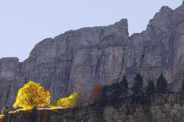 Foresta autunnale — Foto Stock