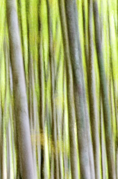 Soyut orman — Stok fotoğraf