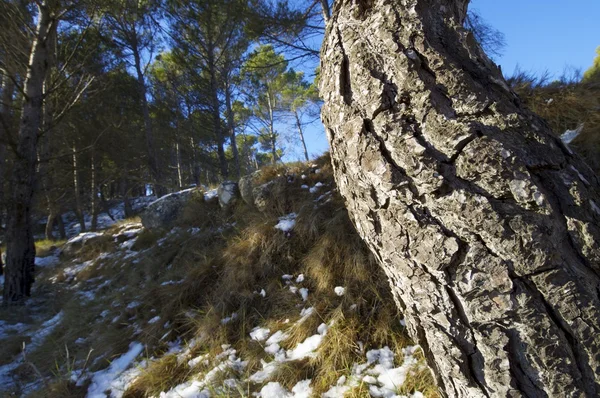 Kiefernwald — Stockfoto