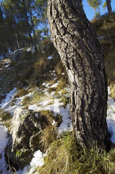 Pine Forest — Stock Photo, Image