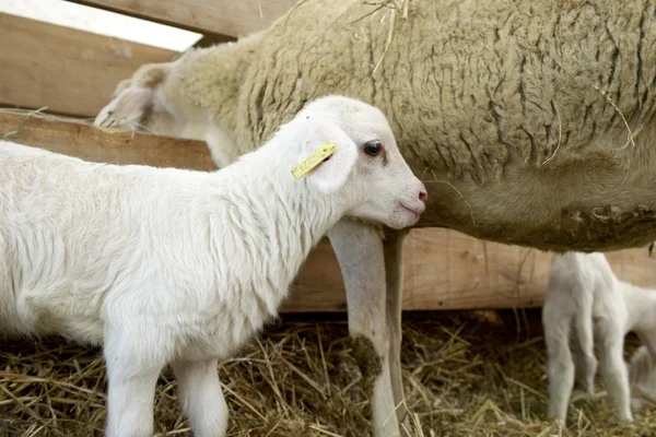 Barnyard — Stock Photo, Image