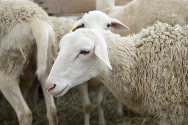 Schafe aus nächster Nähe — Stockfoto