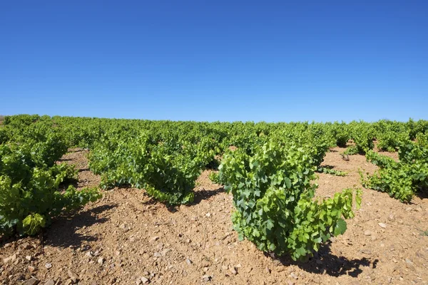 Vineyard — Stock Photo, Image