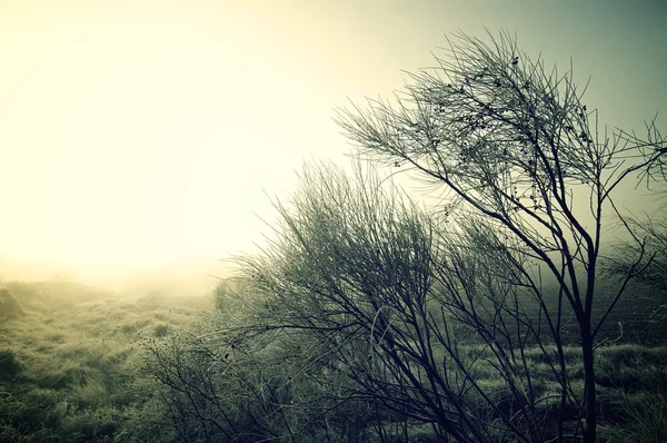 Vinter — Stockfoto