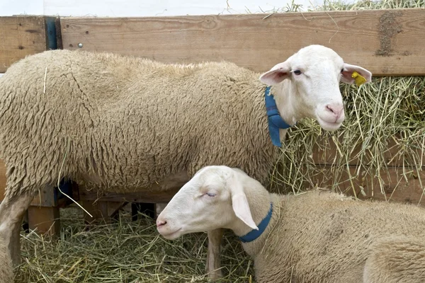 Schapen close-up — Stockfoto