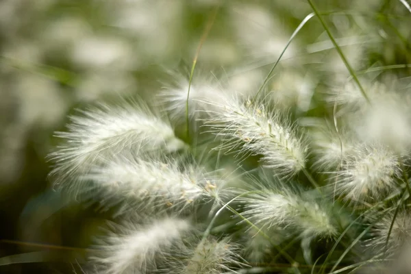 Hierba de plumas —  Fotos de Stock