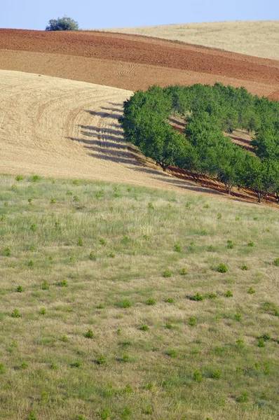 Campo folheado — Fotografia de Stock