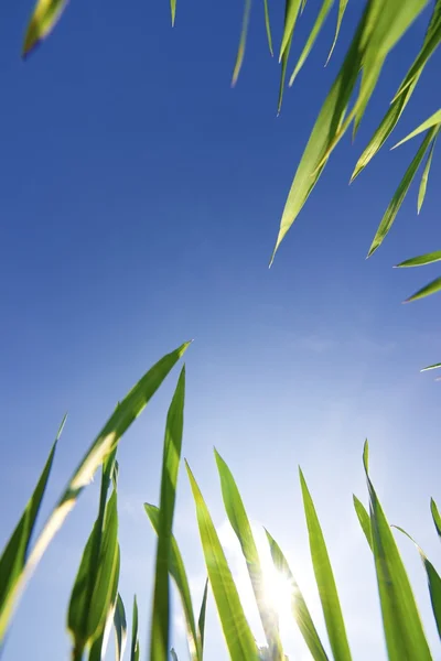 Von unten — Stockfoto