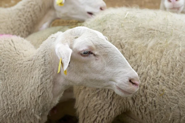Πρόβατα από κοντά — Φωτογραφία Αρχείου