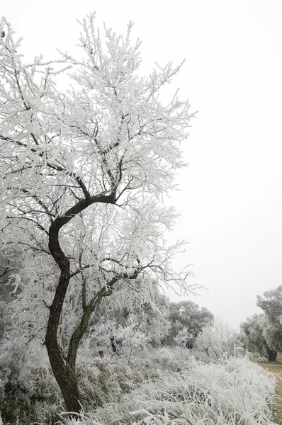 Inverno — Fotografia de Stock