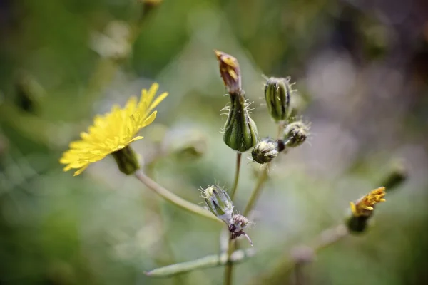 Wild flower — Stock Photo, Image