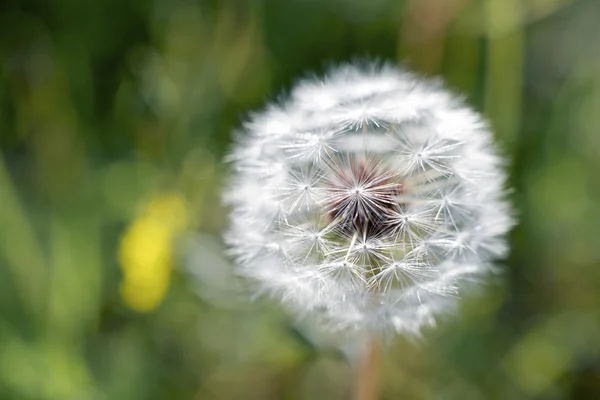 Dandelion — Stock Photo, Image