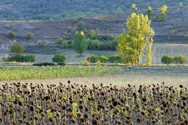 Landschaft — Stockfoto