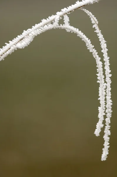 Inverno — Fotografia de Stock