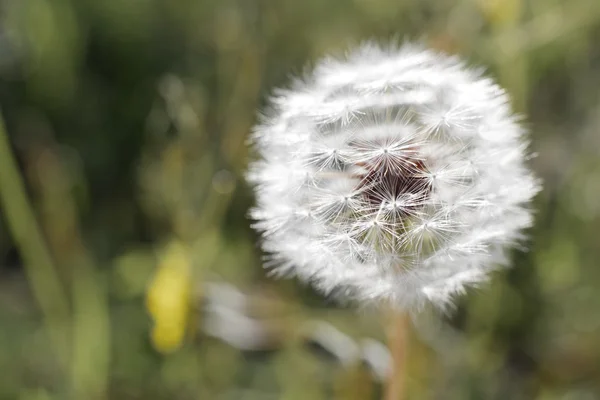 Dandelion — Stock Photo, Image