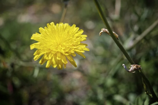 Wild flower — Stock Photo, Image