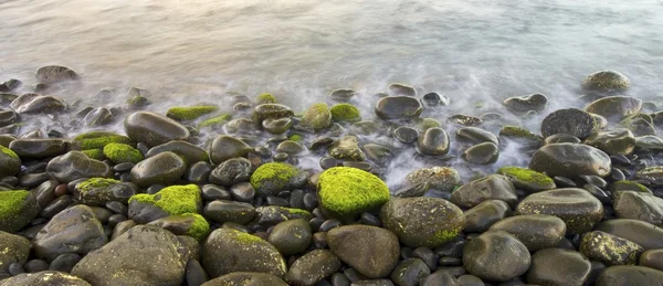 Madeira — Fotografia de Stock