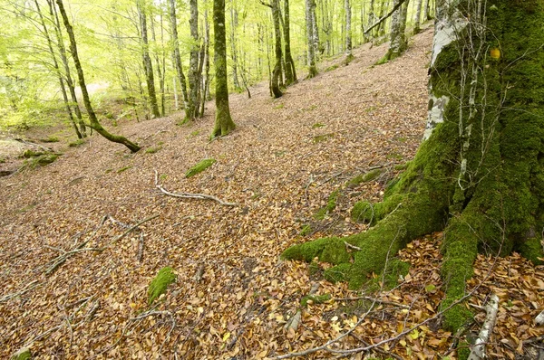 Skog – stockfoto