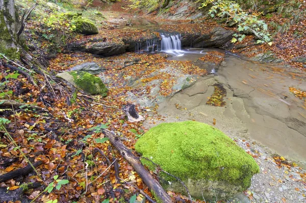 Dschungel von Irati — Stockfoto