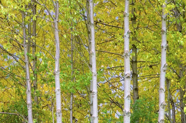 Autumn colors — Stock Photo, Image