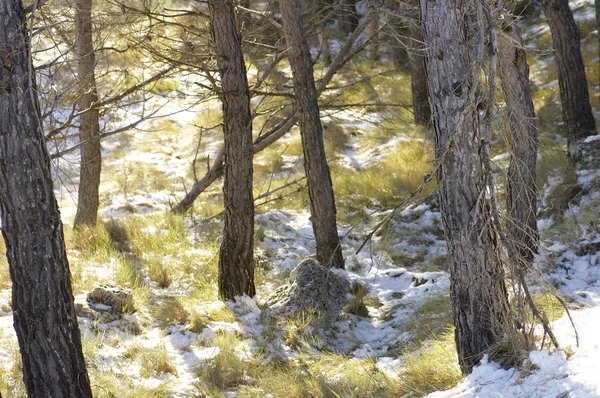 Pine Forest — Stock Photo, Image