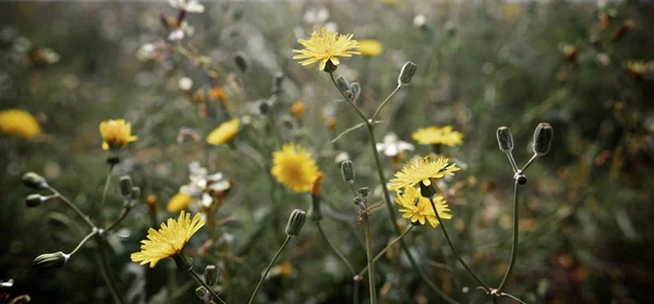 Flor salvaje — Foto de Stock