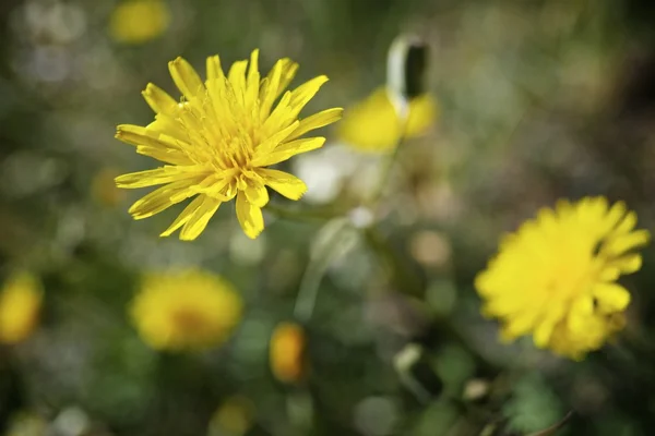 野生の花 ロイヤリティフリーのストック写真