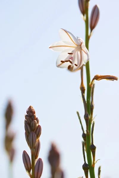 Wild flower — Stock Photo, Image