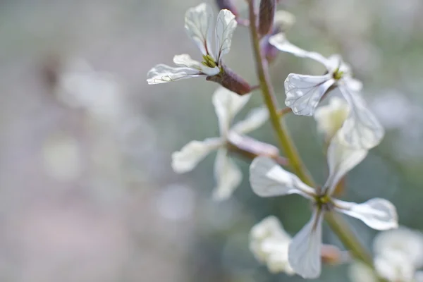 Wild flower — Stock Photo, Image