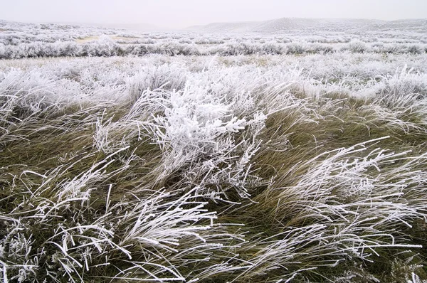 Frosty landschap — Stockfoto
