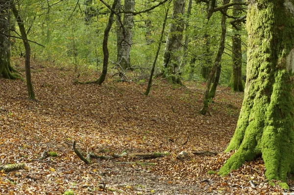 Foresta — Foto Stock