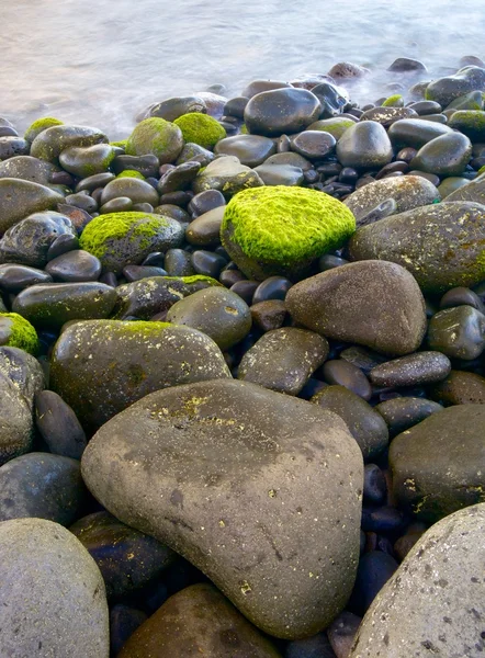 Madeira — Stock Photo, Image