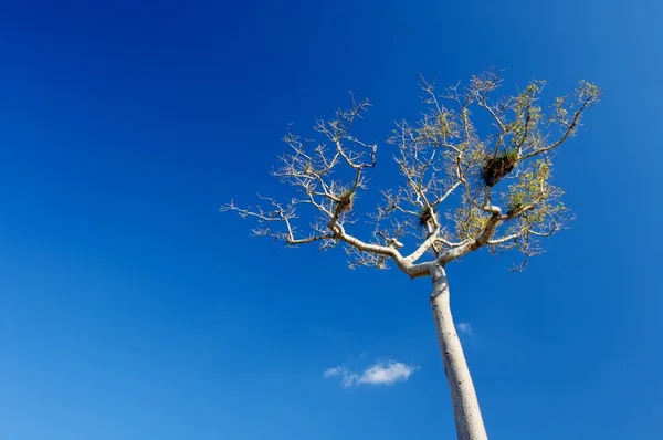 Ceiba pentandra — Fotografia de Stock