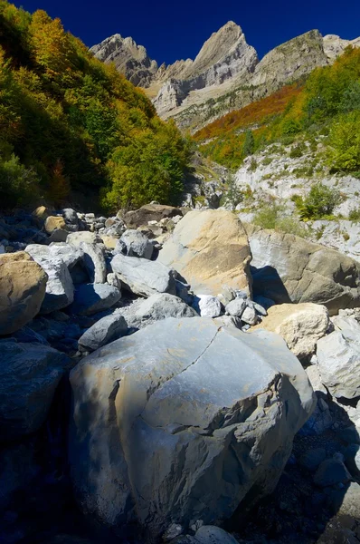 Sonbahar ormanı — Stok fotoğraf