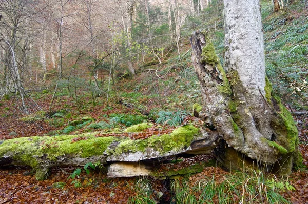 Pyreneeën — Stockfoto