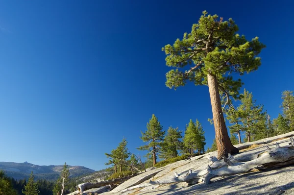 Yosemite — Zdjęcie stockowe