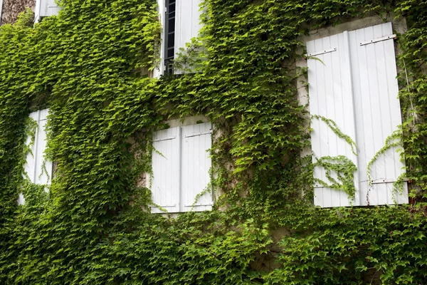 Fenster — Stockfoto