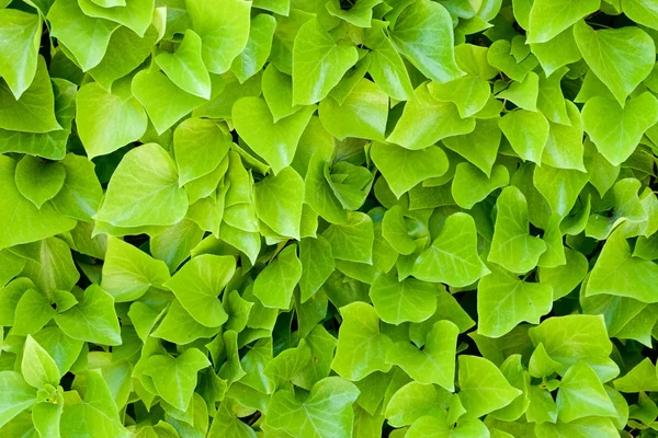 Ivy background — Stock Photo, Image