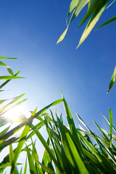 From below — Stock Photo, Image