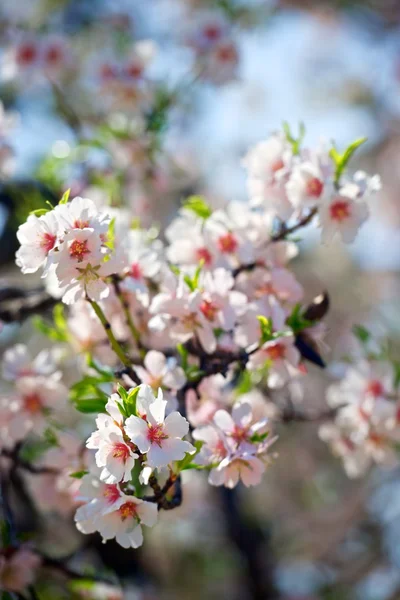 Tree close up — Stock Photo, Image