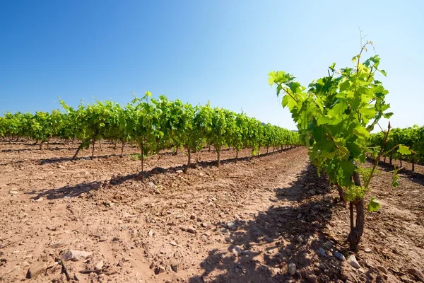 Weinberg in Spanien — Stockfoto