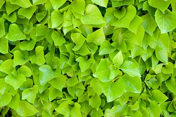 Ivy background — Stock Photo, Image