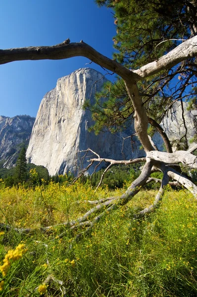 El Capitan im Yosemite — Stockfoto