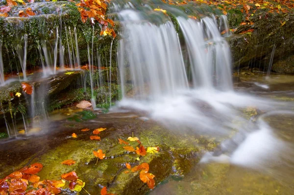 Irati Pyrenees ormanda — Stok fotoğraf