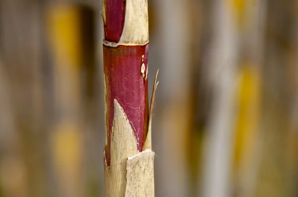 Reeds close up — Stock Photo, Image