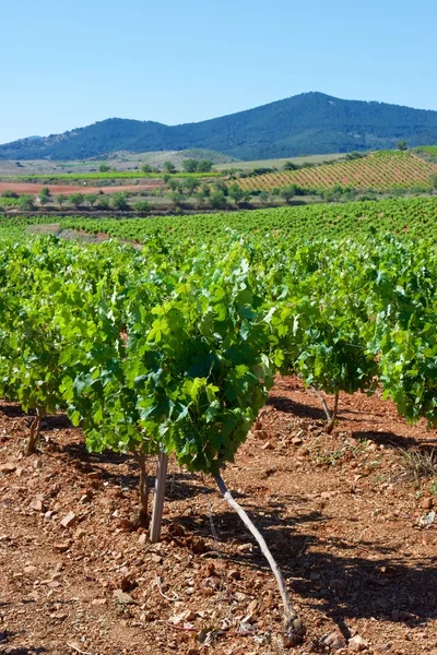 Wijngaard in Spanje — Stockfoto